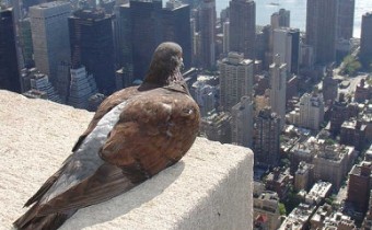 pigeon on skyscraper