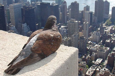 pigeon on skyscraper